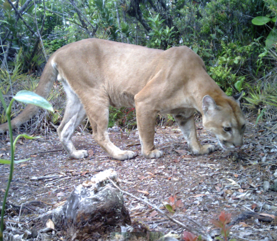 Puma found in western Honduras
